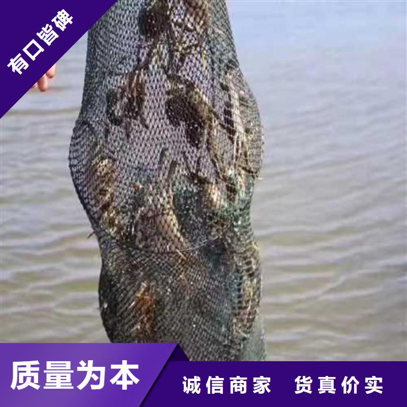 沙河口阳澄湖大闸蟹高端湖蟹
