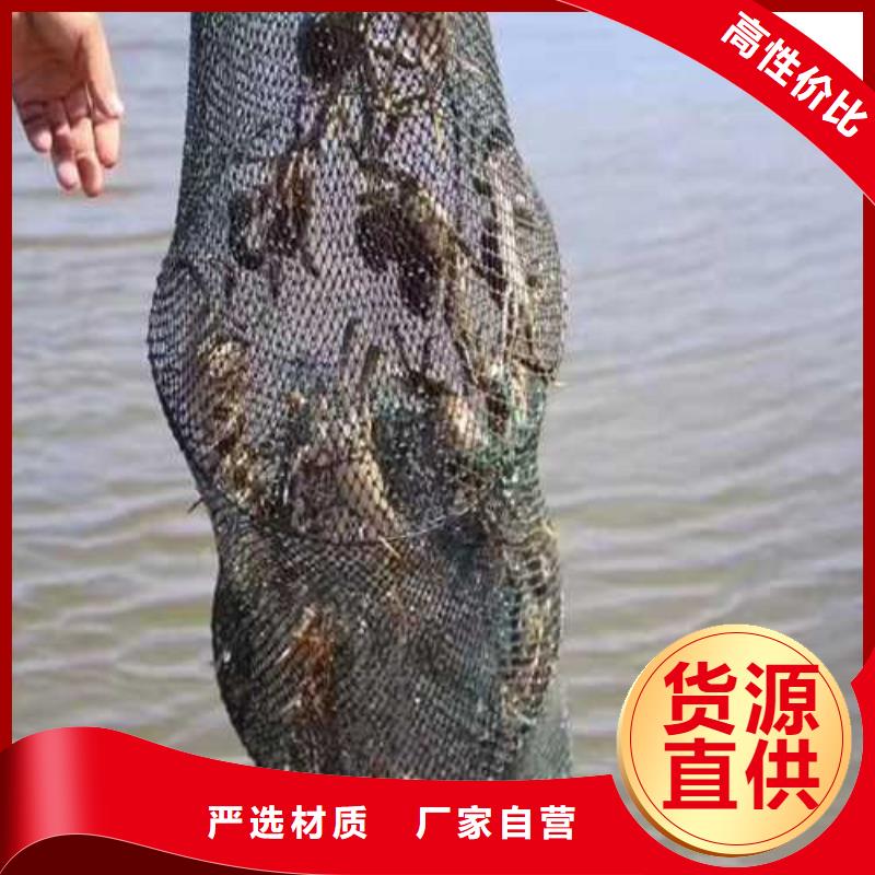 罗定阳澄湖大闸蟹超大鲜活