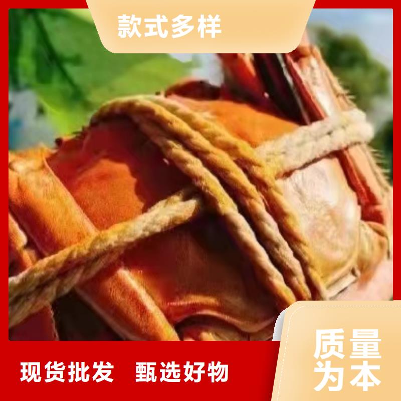 乐业阳澄湖大闸蟹高端品质
