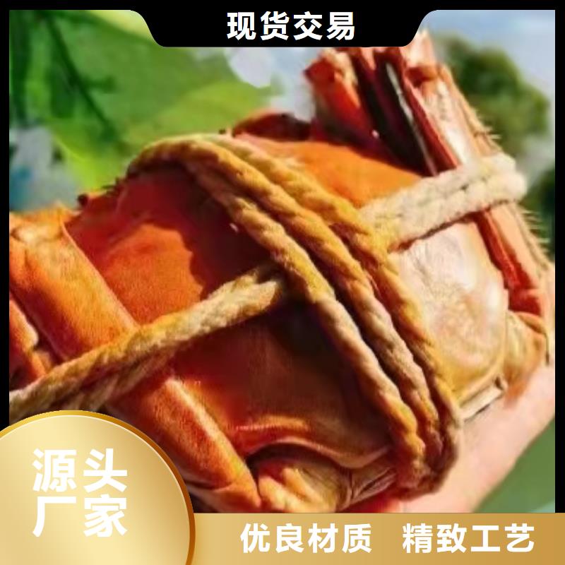 阳澄湖大闸蟹订购