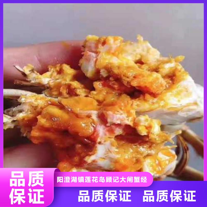 金乡阳澄湖大闸蟹超大鲜活