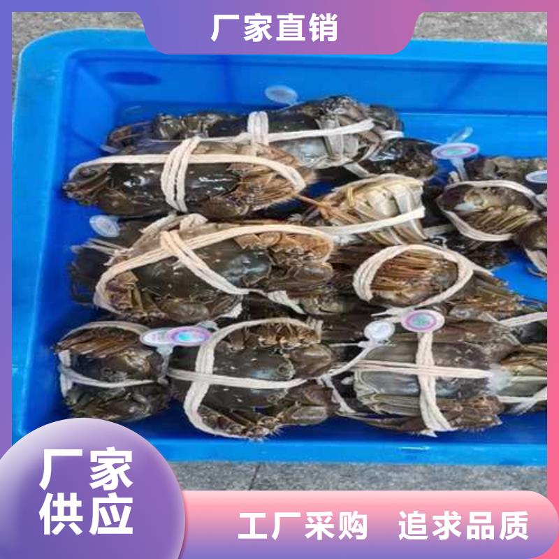 仁寿阳澄湖大闸蟹行情