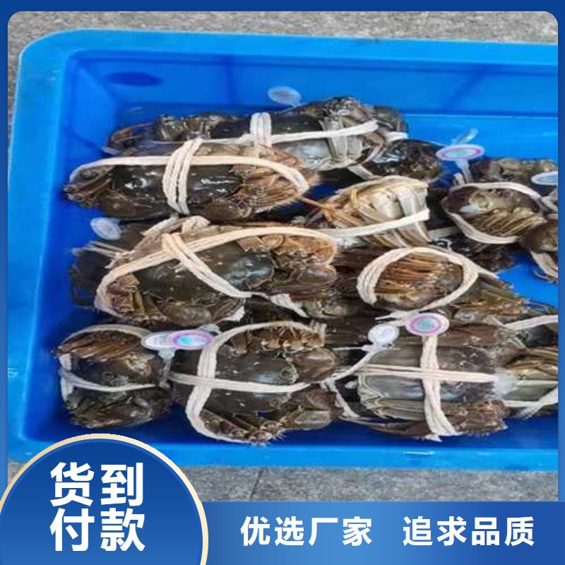 阳澄湖大闸蟹无蟹可击
