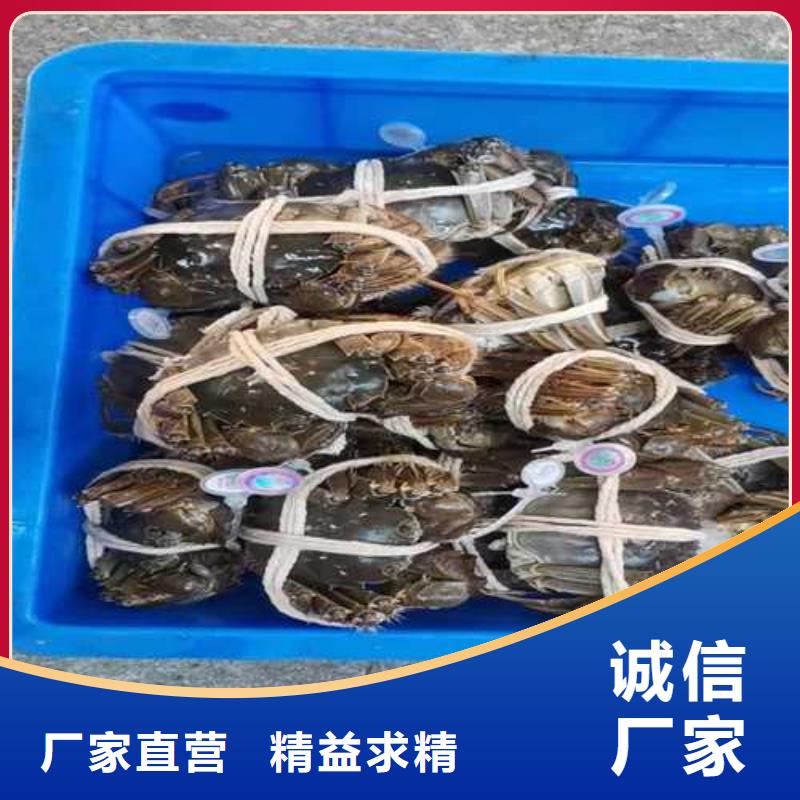 沐川阳澄湖大闸蟹人气高