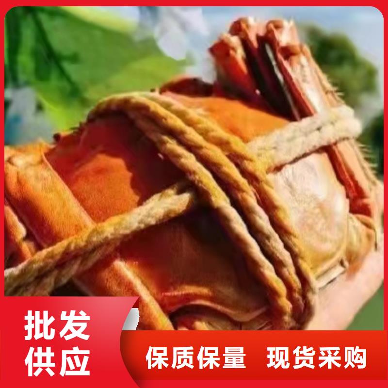 宁武县阳澄湖大闸蟹批发