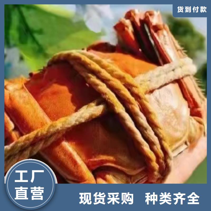 平江阳澄湖大闸蟹超大鲜活