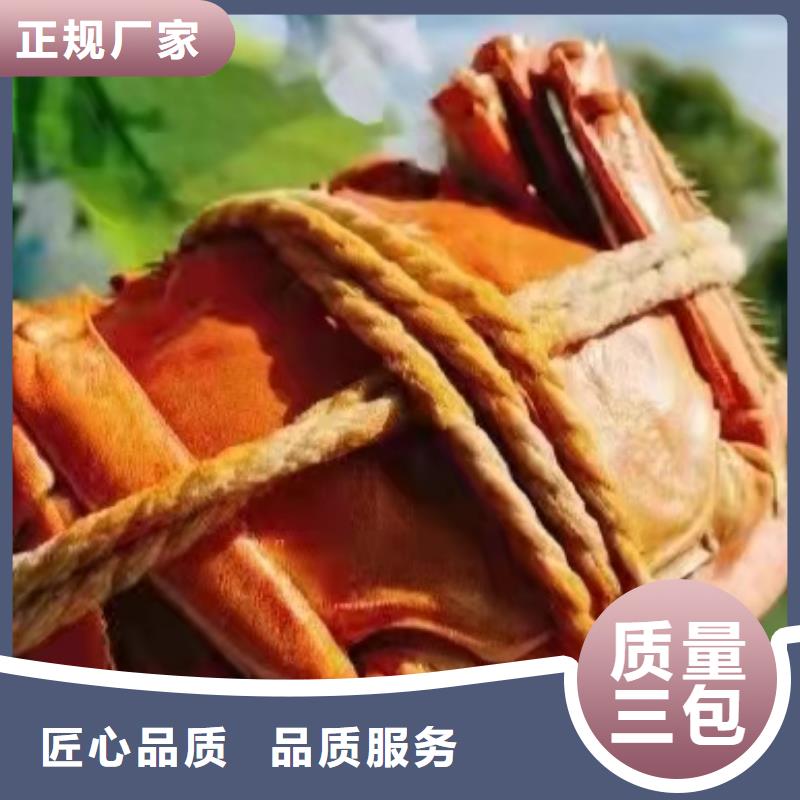 阳澄湖大闸蟹订购