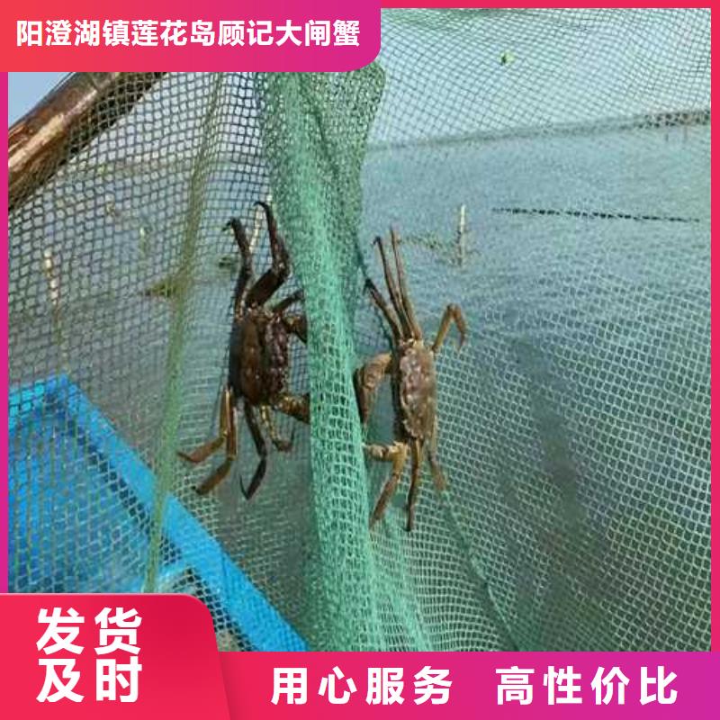 洛龙阳澄湖大闸蟹奢华美味