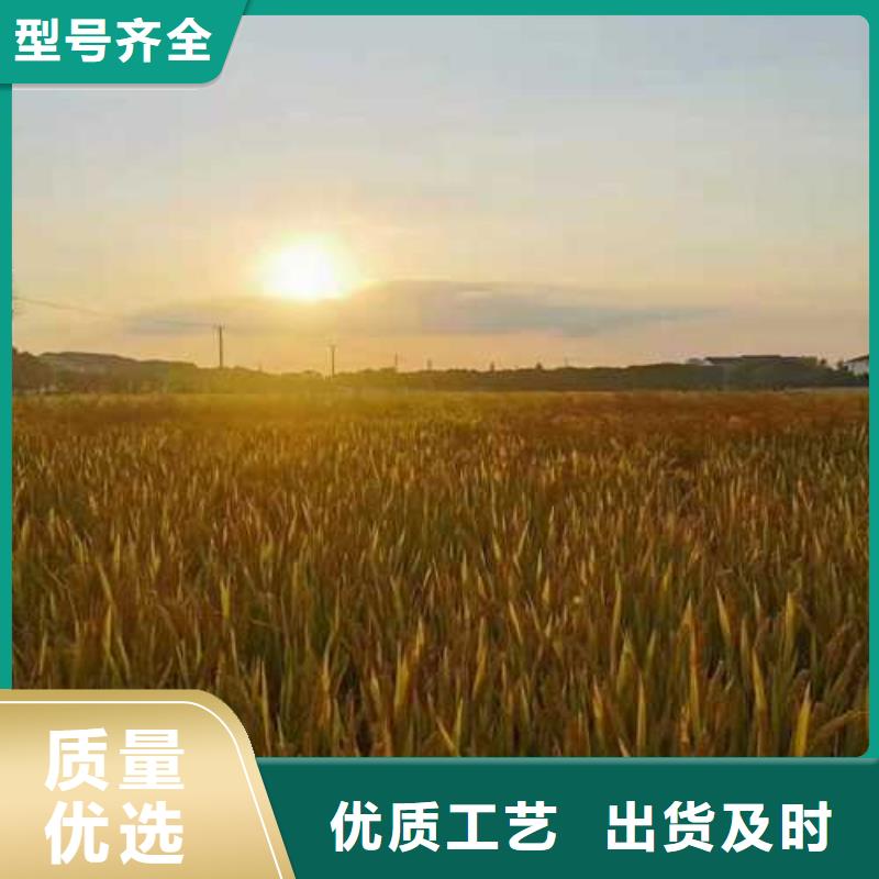 阳澄湖大螃蟹咨询享优惠