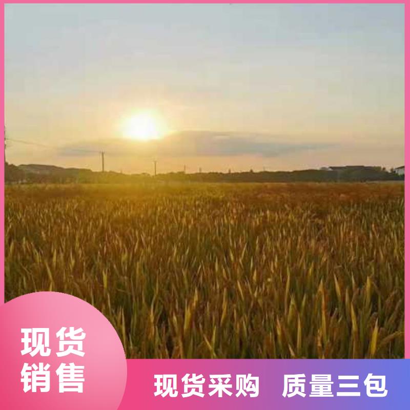 霞浦阳澄湖大闸蟹人气高