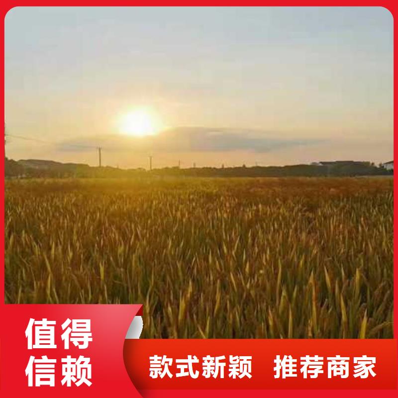 花垣阳澄湖大闸蟹高端品质