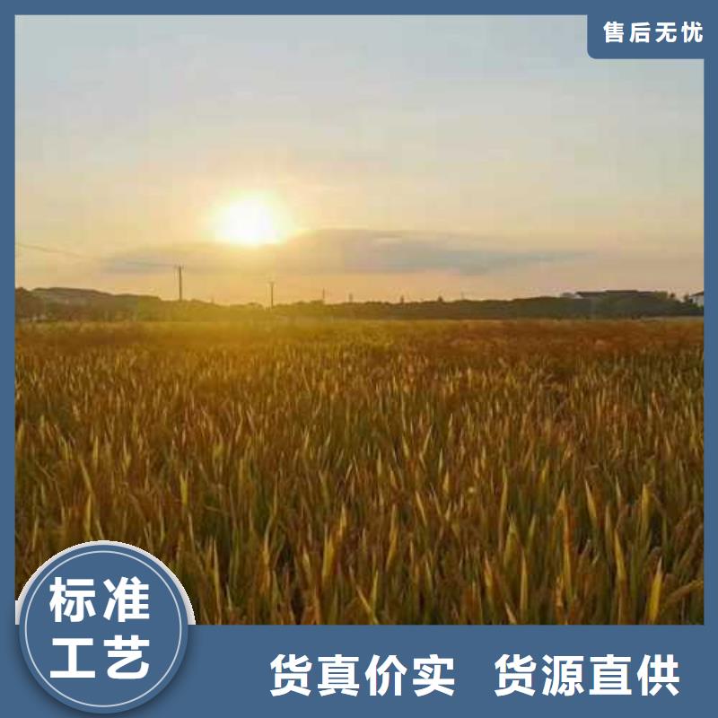 美兰阳澄湖大闸蟹闪电配货