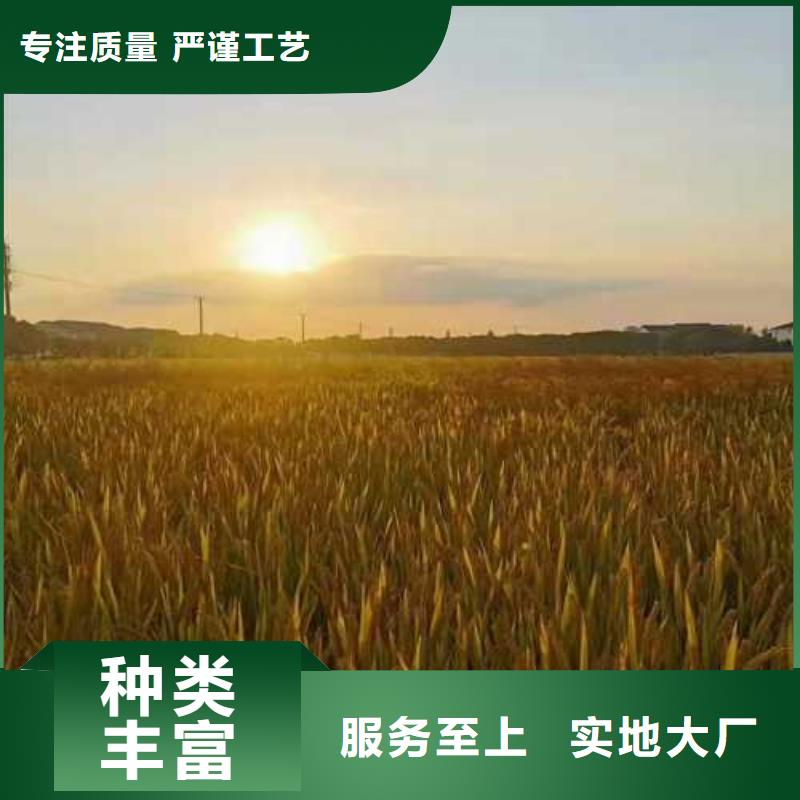 阳澄湖吃蟹哪家正宗苏州莲花岛顾记蟹庄