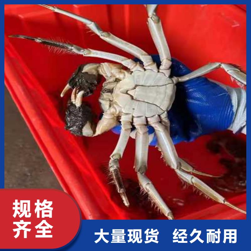筠连阳澄湖大闸蟹订购