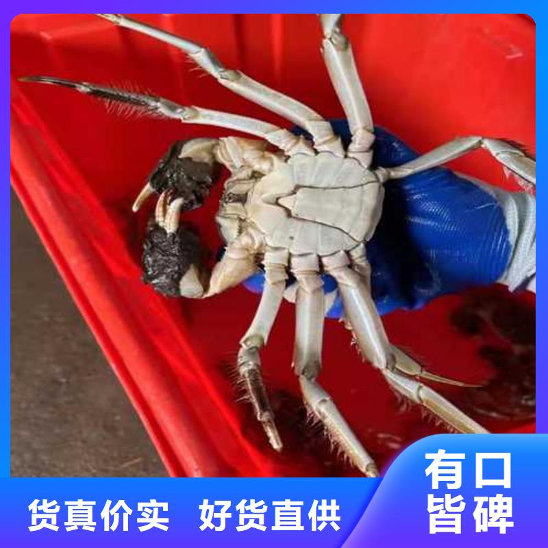 阳澄湖大闸蟹高端湖蟹