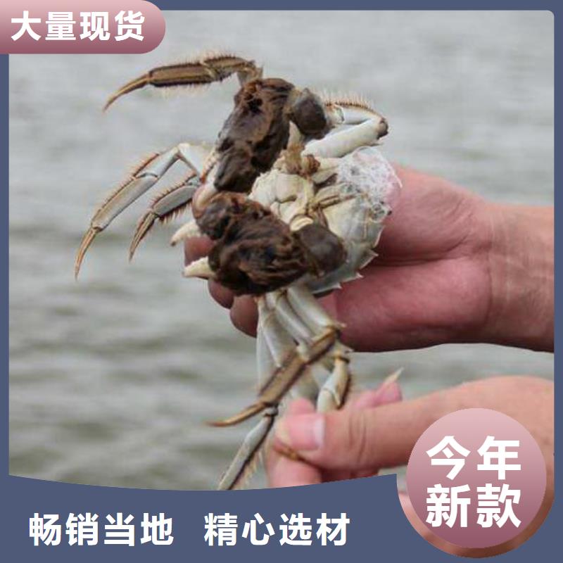 桃城阳澄湖大闸蟹联系方式
