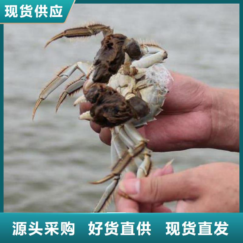 定海阳澄湖大闸蟹团购更优惠