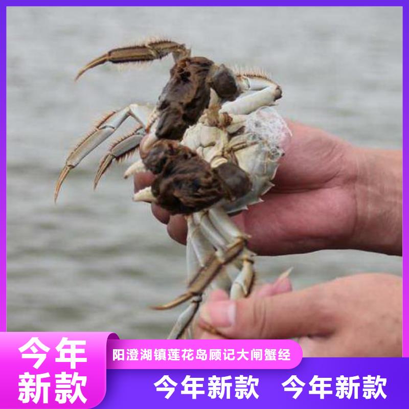 德化阳澄湖大闸蟹精选美味