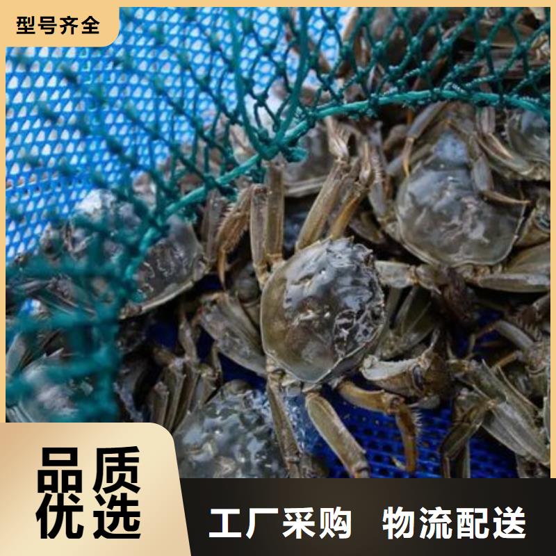 阳澄湖大闸蟹高端湖蟹