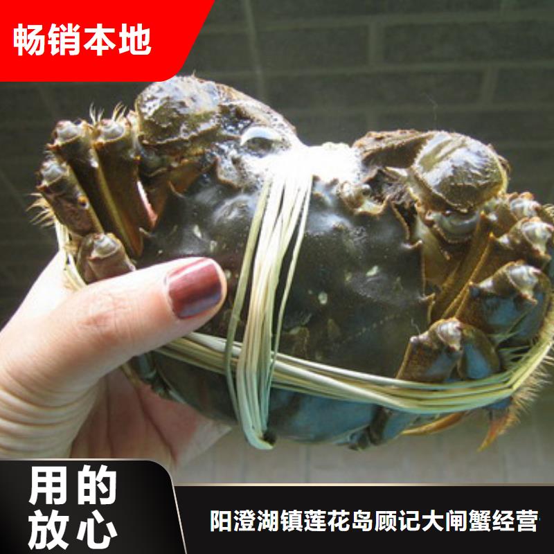 鹿寨阳澄湖大闸蟹商超供货商