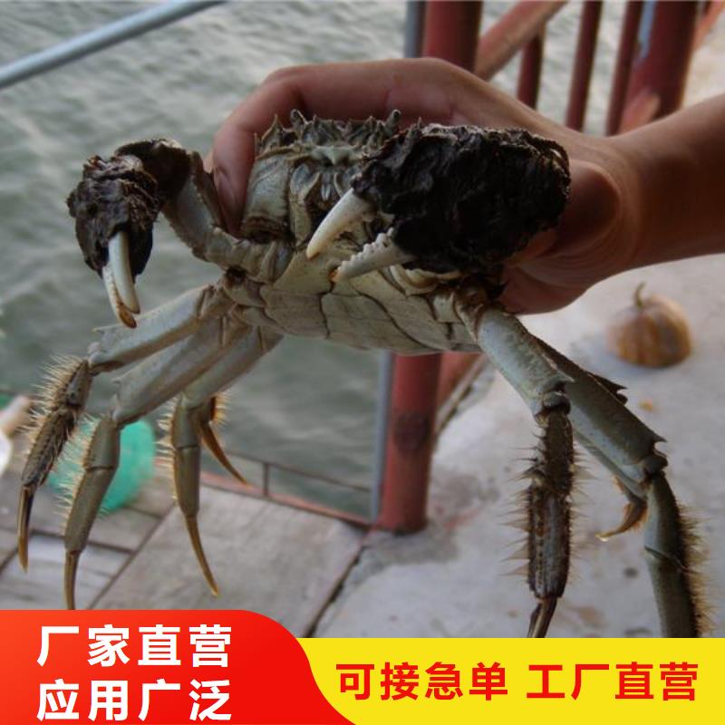 桃城阳澄湖大闸蟹联系方式