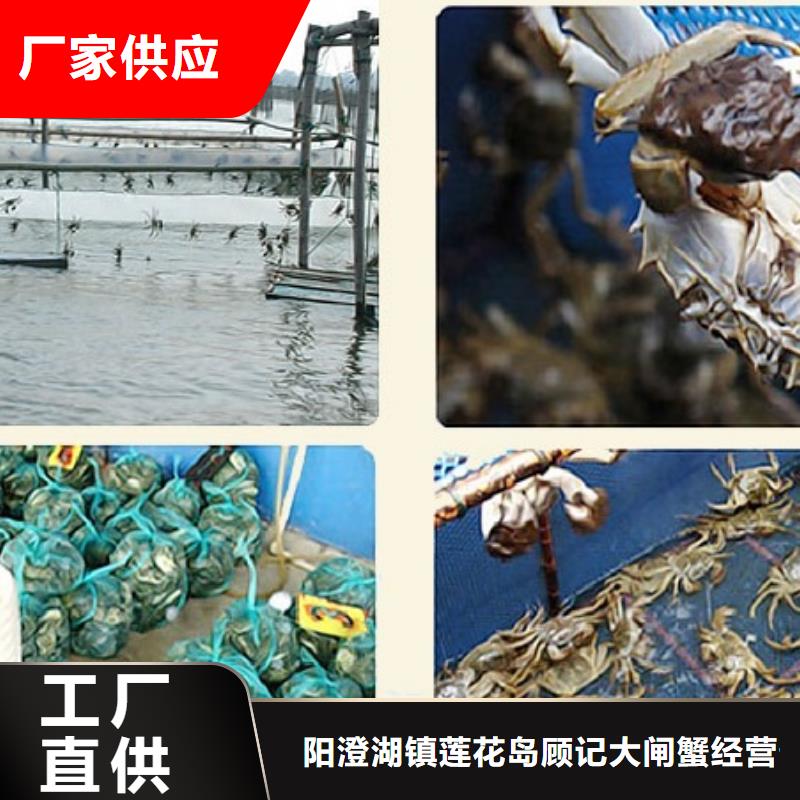 去阳澄湖蟹哪家正宗在苏州阳澄湖