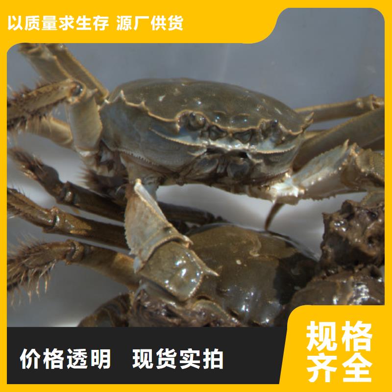 阳澄湖大闸蟹厂家可开票