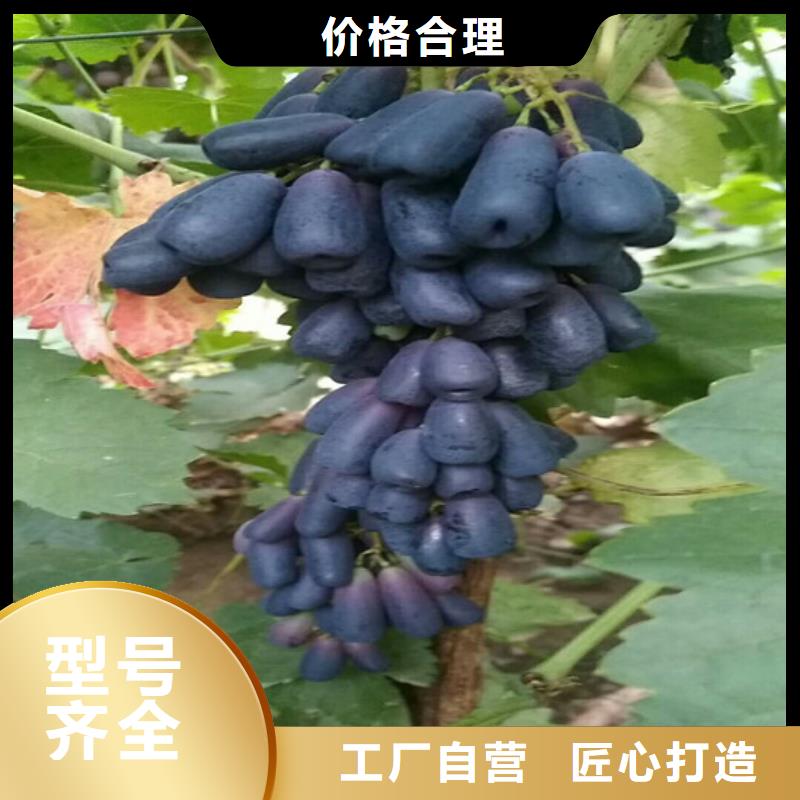 早熟葡萄苗10年经验