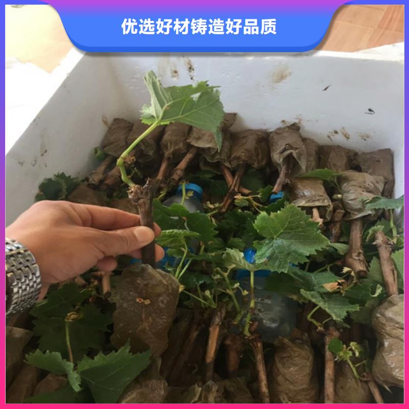 占地葡萄树种植地区