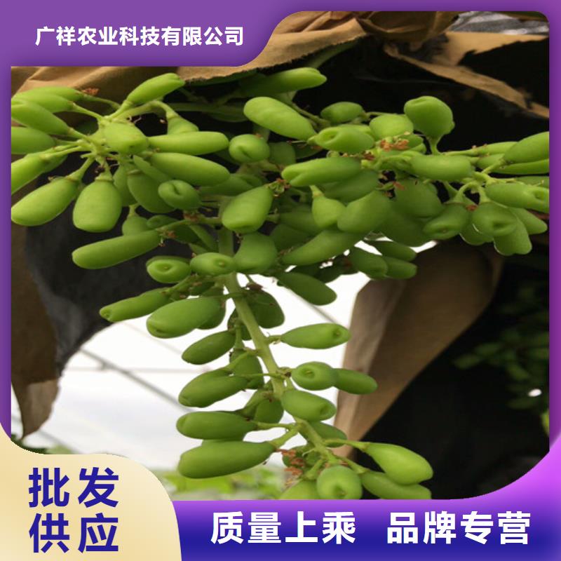 早熟葡萄苗10年经验
