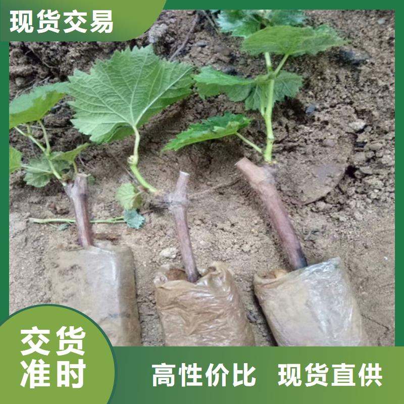 早熟葡萄苗10年经验