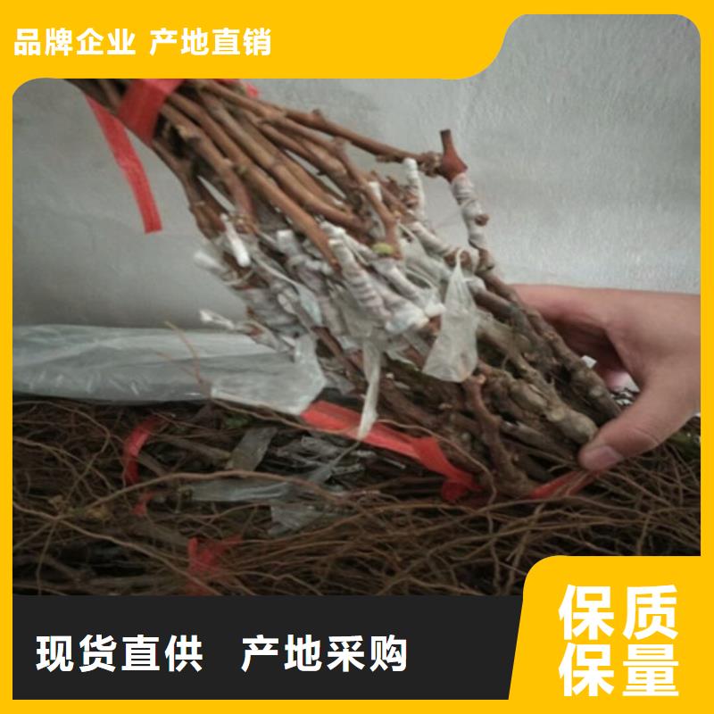 容县夏黑葡萄苗适应土地