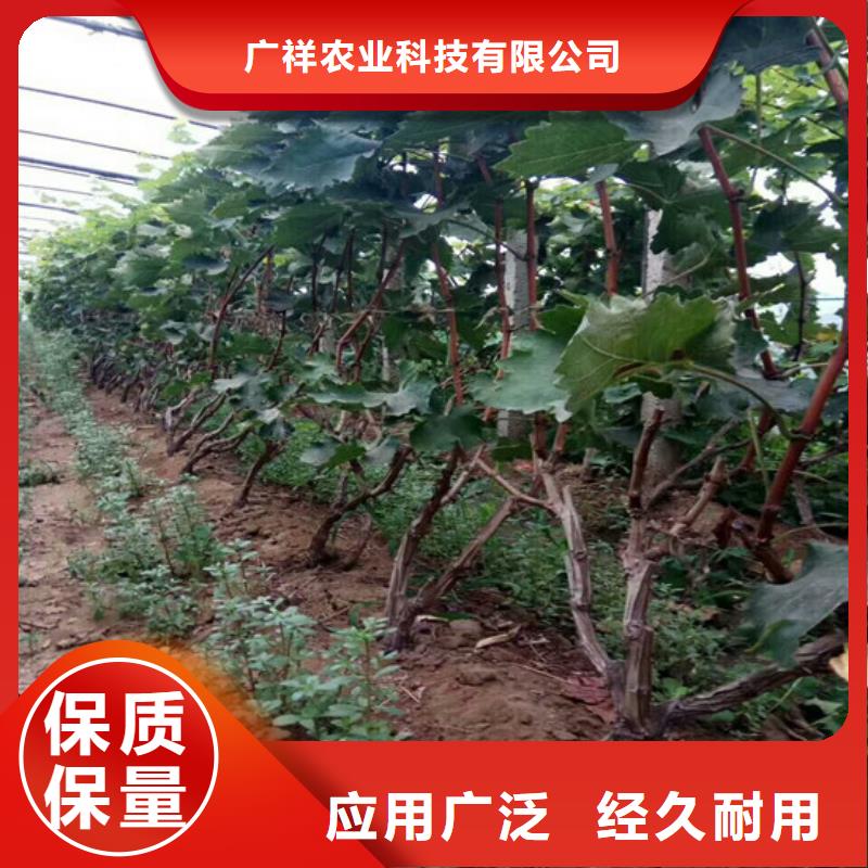 占地葡萄树种植地区