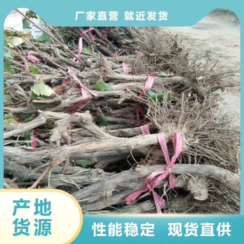 1公分美人指葡萄苗