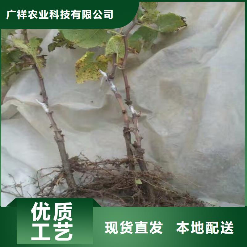 容县夏黑葡萄苗适应土地