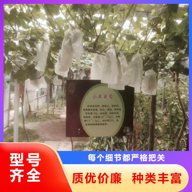 容县夏黑葡萄苗适应土地