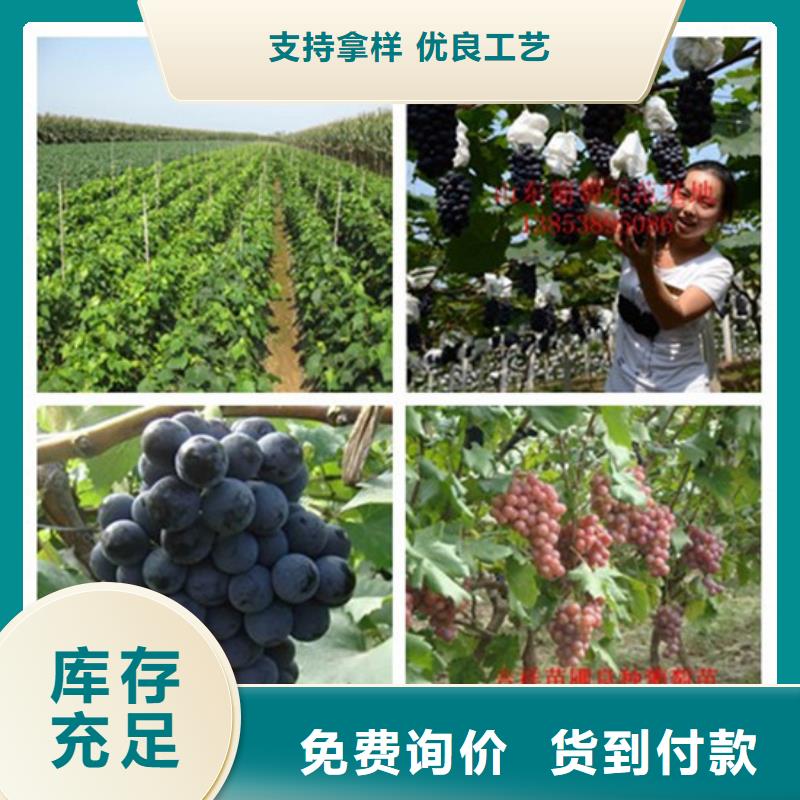 1公分美人指葡萄苗