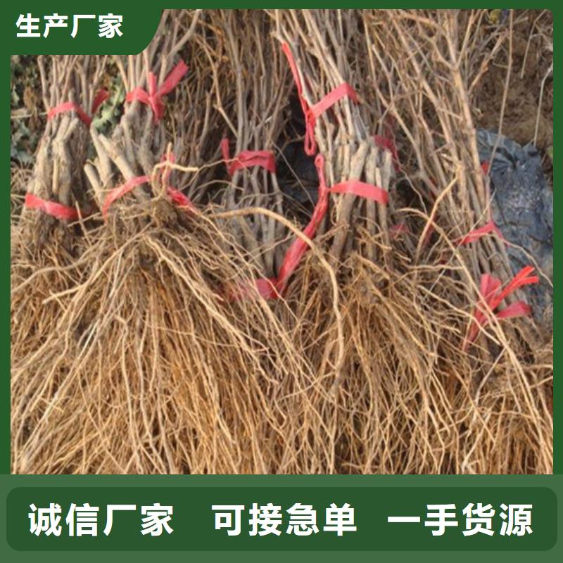 1公分美人指葡萄苗