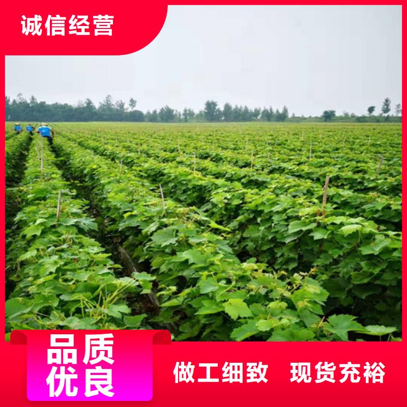 占地葡萄树种植地区