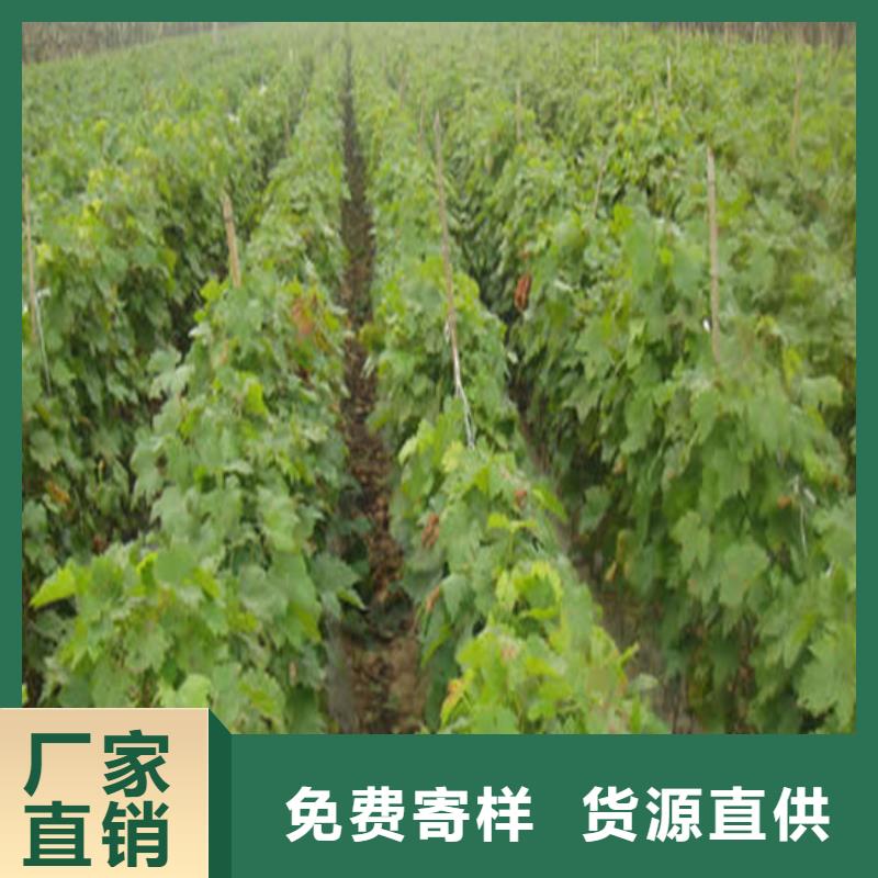 早熟葡萄苗10年经验