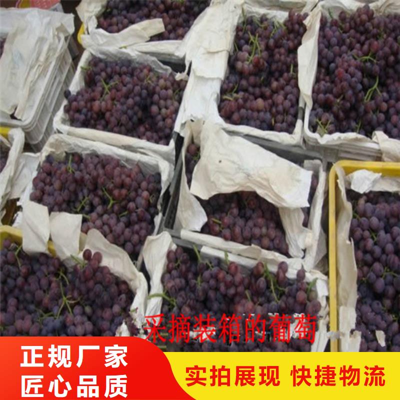 占地葡萄树种植地区