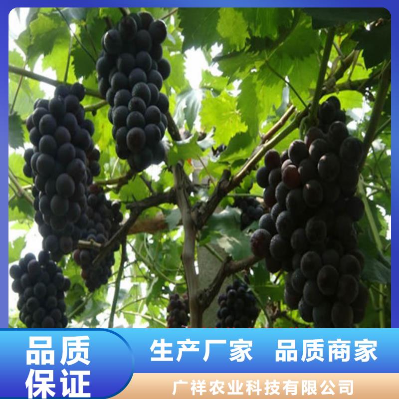 1公分美人指葡萄苗
