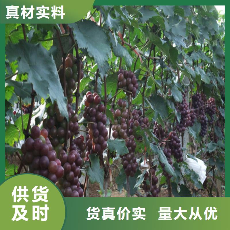容县夏黑葡萄苗适应土地