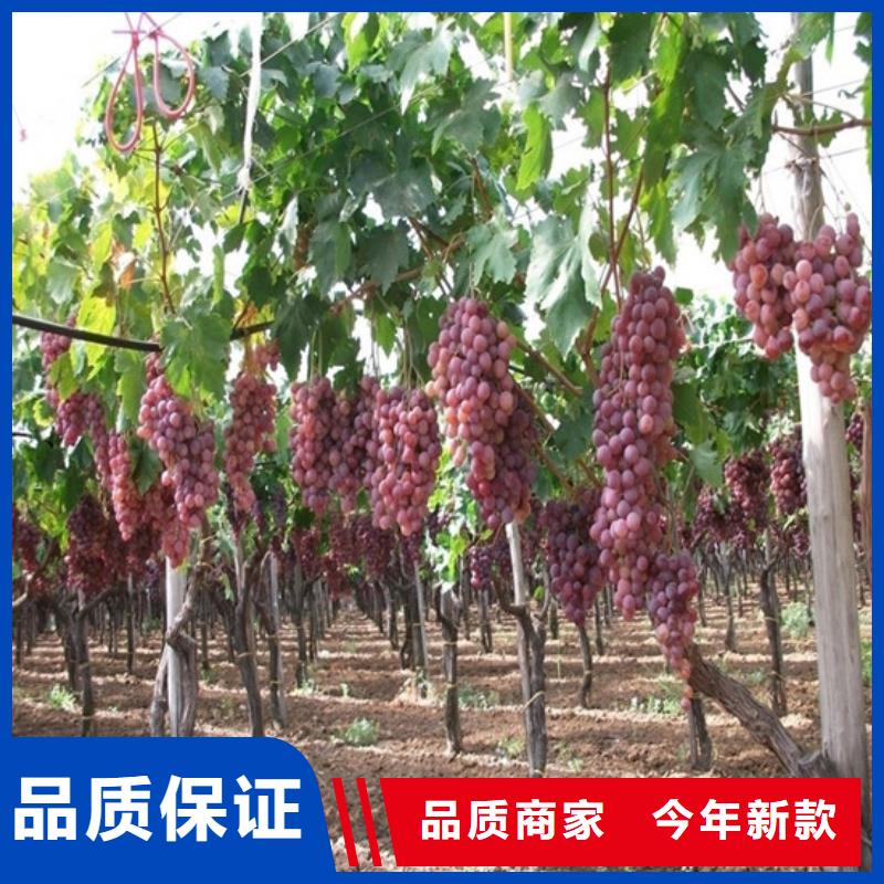 早熟葡萄苗10年经验