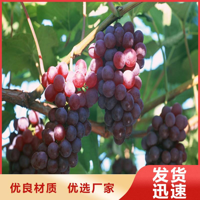 早熟葡萄苗10年经验