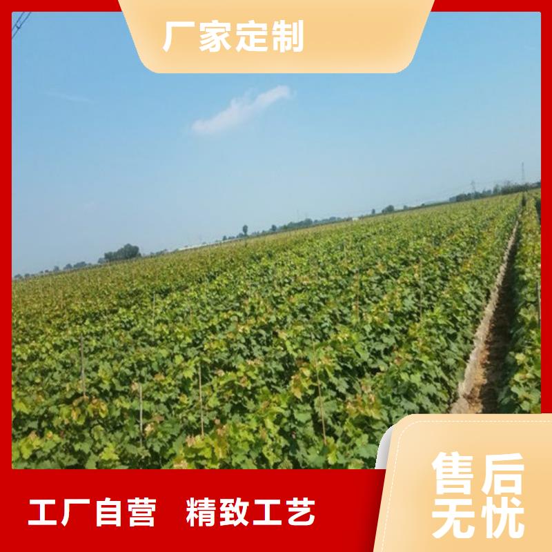 早熟葡萄苗10年经验
