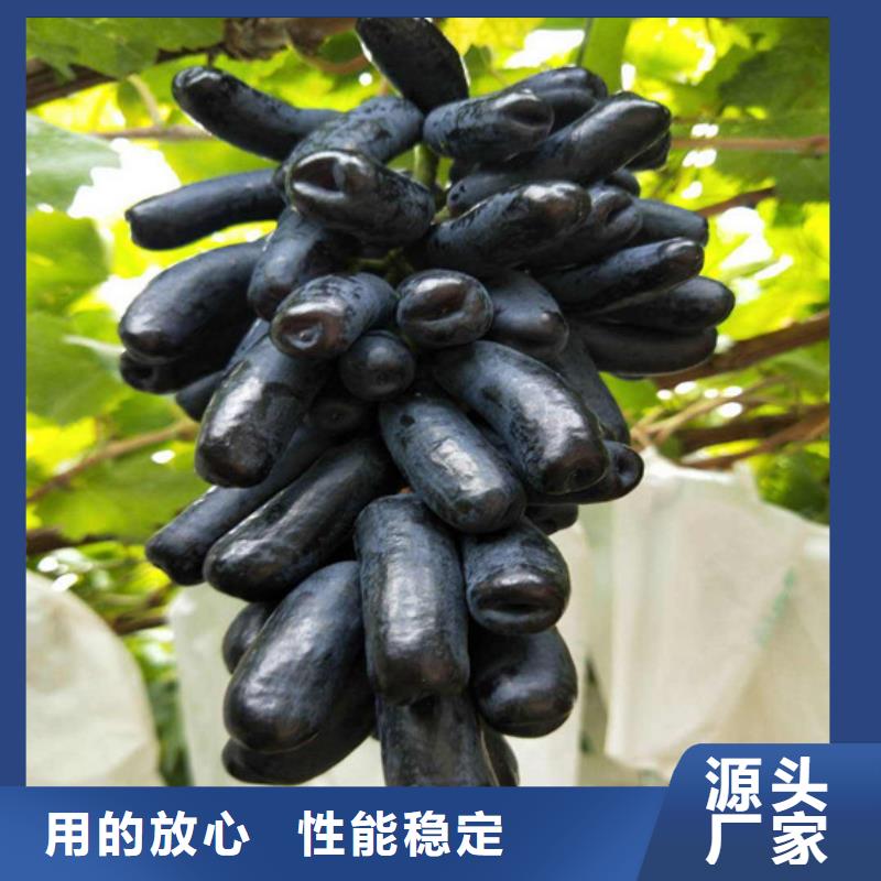 早熟葡萄苗10年经验