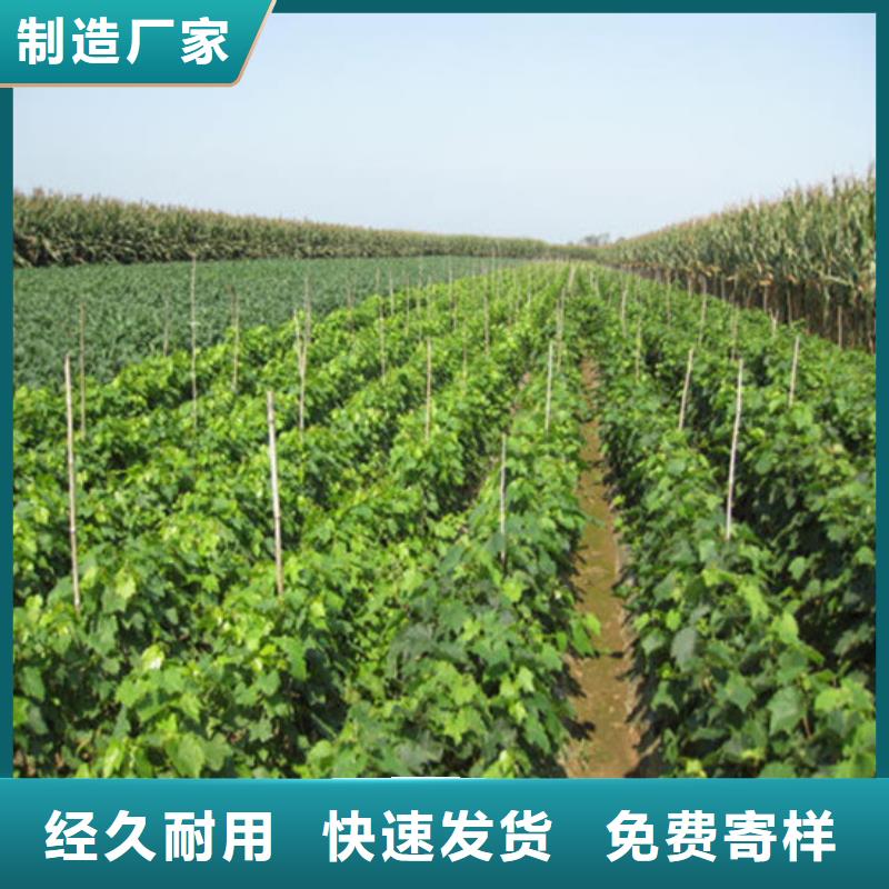 早熟葡萄苗10年经验