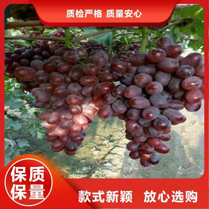 早熟葡萄苗10年经验