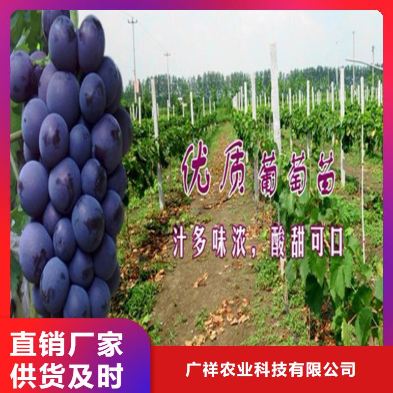 早熟葡萄苗10年经验